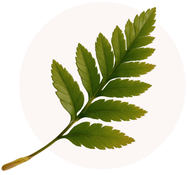 Polypodium Leucotomos