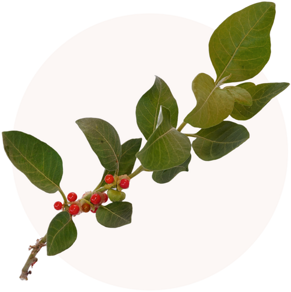 Ashwagandha