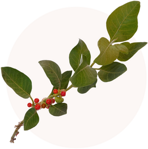 Ashwagandha