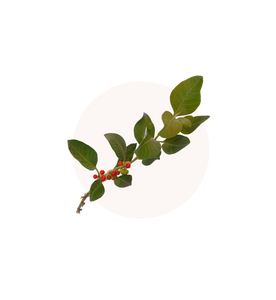 Ashwagandha4