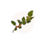 Ashwagandha4