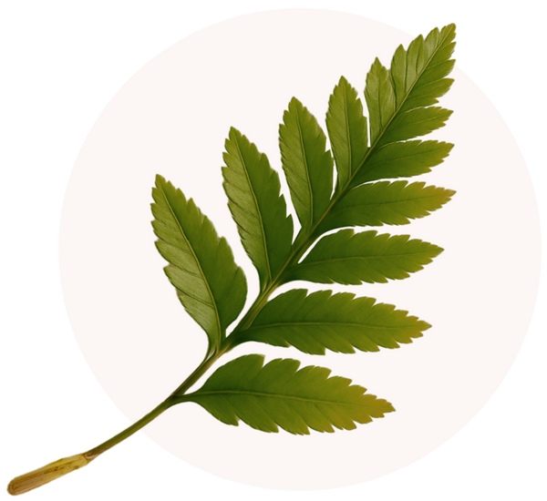 Polypodium Leucotomos