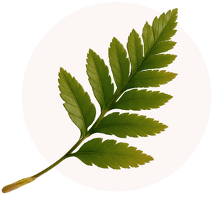 Polypodium Leucotomos