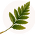 Polypodium Leucotomos