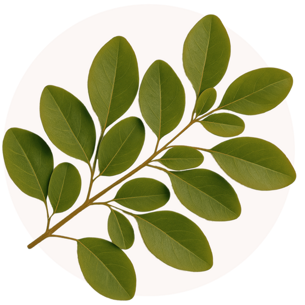 Moringa Leaf