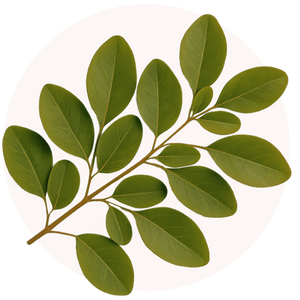 Moringa