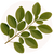 Moringa