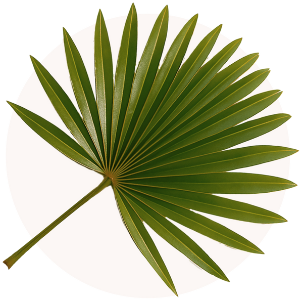 Saw Palmetto