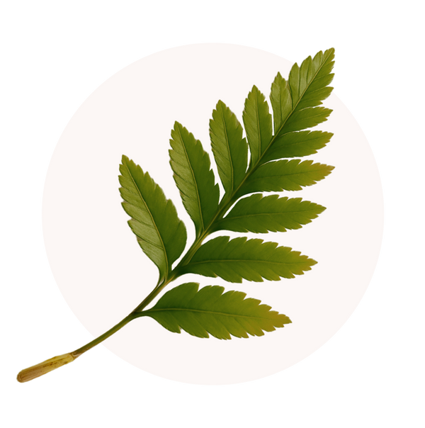 Polypodium Leucotomos