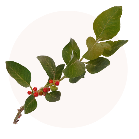 Ashwagandha