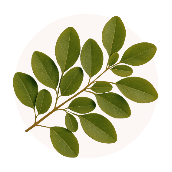 Moringa Leaf