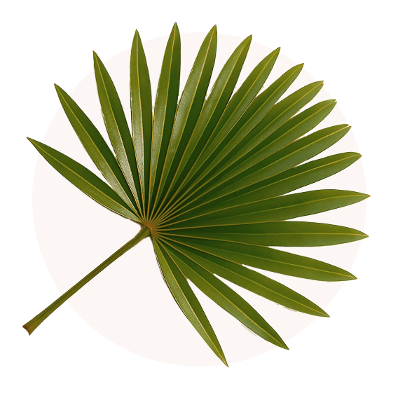 Saw Palmetto