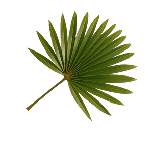 Saw Palmetto