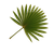 Saw Palmetto