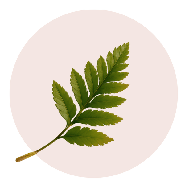 Polypodium Leucotomos